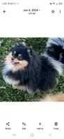 Jaklynn SPAYED, a female Pomeranian for sale in Burleson, TX – 3 of 3