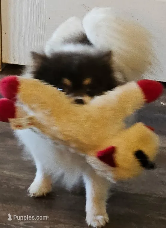 Beauty - SPAYED – Pomeranian puppy for sale in Burleson, TX