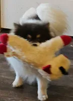 Beauty - SPAYED, a female Pomeranian for sale in Burleson, TX – 2 of 7