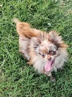 Thalia Spayed, a female Pomeranian for sale in Burleson, TX – 2 of 2