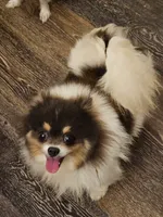 Beauty - SPAYED, a female Pomeranian for sale in Burleson, TX – 4 of 7