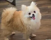 Dove - SPAYED, a female Pomeranian for sale in Burleson, TX – 4 of 4