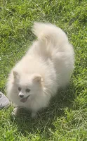 Ghost, a female Pomeranian for sale in Alvarado, TX – Photo 3 of 4