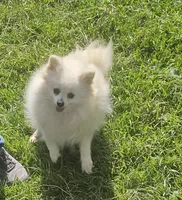 Ghost, a female Pomeranian for sale in Alvarado, TX – Photo 4 of 4