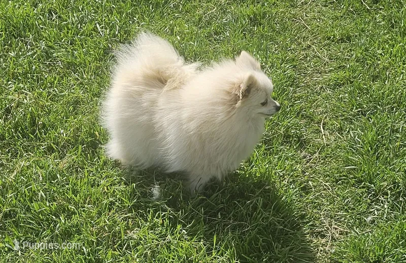 Ghost, a female Pomeranian for sale in Alvarado, TX – Photo 1 of 4