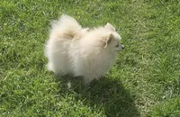 Ghost, a female Pomeranian for sale in Alvarado, TX – Photo 1 of 4