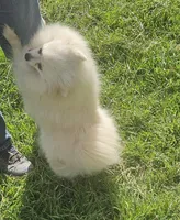 Ghost, a female Pomeranian for sale in Alvarado, TX – Photo 2 of 4