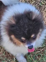 Beauty - SPAYED, a female Pomeranian for sale in Burleson, TX – 3 of 7