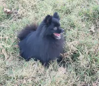 Onyx - Pet only, a female Pomeranian for sale in Alvarado, TX – Photo 6 of 8