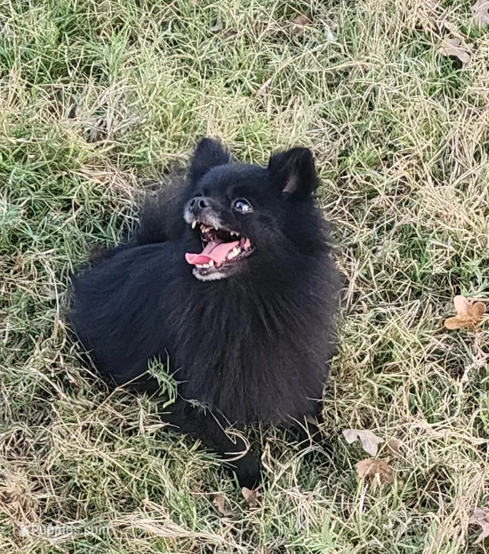 Onyx - Pet only – Pomeranian puppy for sale in Alvarado, TX
