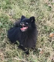 Onyx - Pet only, a female Pomeranian for sale in Alvarado, TX – Photo 1 of 8