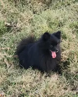 Onyx - Pet only, a female Pomeranian for sale in Alvarado, TX – Photo 7 of 8