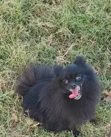Onyx - Pet only, a female Pomeranian for sale in Alvarado, TX – Photo 4 of 8