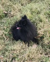 Onyx - Pet only, a female Pomeranian for sale in Alvarado, TX – Photo 8 of 8
