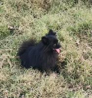 Onyx - Pet only, a female Pomeranian for sale in Alvarado, TX – Photo 2 of 8