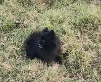 Onyx - Pet only, a female Pomeranian for sale in Alvarado, TX – Photo 3 of 8