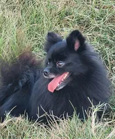 Onyx - Pet only, a female Pomeranian for sale in Alvarado, TX – Photo 5 of 8