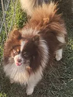 Hershey - NEUTERED, a male Pomeranian for sale in Burleson, TX – 3 of 4