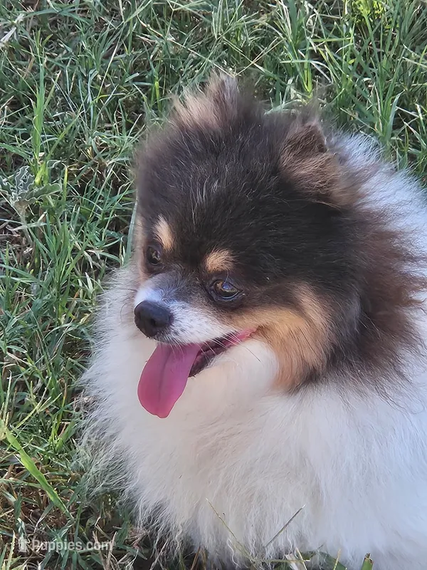 Beauty - SPAYED – Pomeranian puppy for sale in Burleson, TX