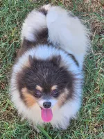 Beauty - SPAYED, a female Pomeranian for sale in Burleson, TX – 7 of 7