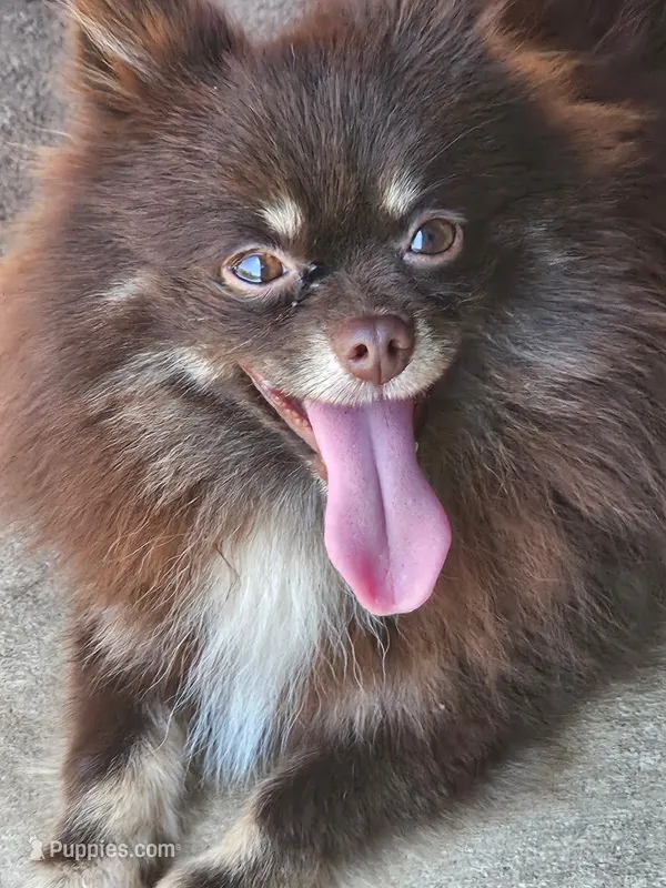 Primrose - SPAYED – Pomeranian puppy for sale in Burleson, TX