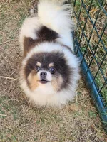 Beauty - SPAYED, a female Pomeranian for sale in Burleson, TX – 6 of 7
