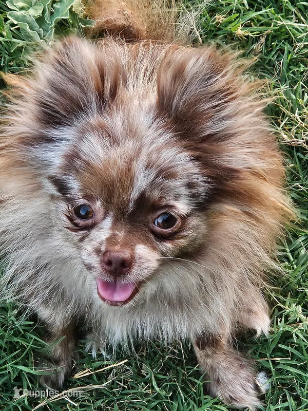 Thalia Spayed – Pomeranian puppy for sale in Burleson, TX