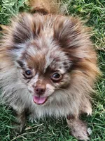 Thalia Spayed, a female Pomeranian for sale in Burleson, TX – 1 of 2