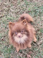 Hazlenut (spayed), a female Pomeranian for sale in Alvarado, TX – Photo 3 of 4