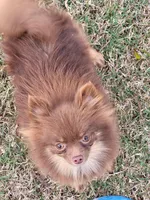 Hazlenut (spayed), a female Pomeranian for sale in Alvarado, TX – Photo 2 of 4