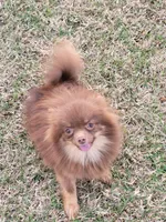 Hazlenut (spayed), a female Pomeranian for sale in Alvarado, TX – Photo 4 of 4