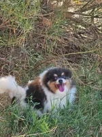 Beauty - SPAYED, a female Pomeranian for sale in Burleson, TX – 5 of 7