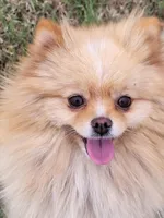 Georgia Pet only, a female Pomeranian for sale in Alvarado, TX – Photo 2 of 2