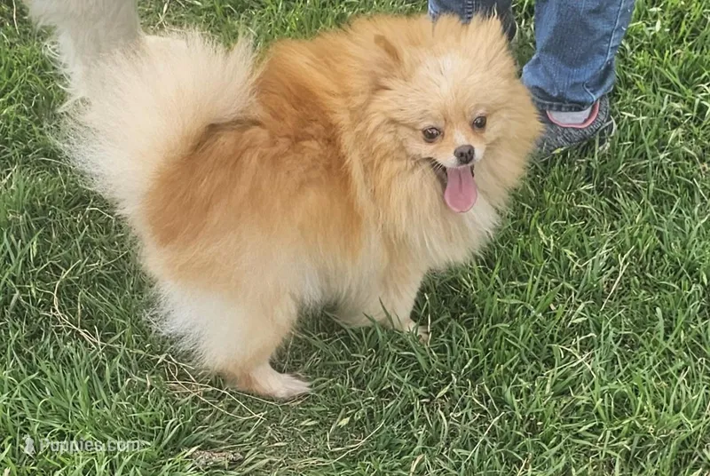Georgia Pet only – Pomeranian puppy for sale in Alvarado, TX