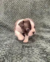 Ethan, a male Boston Terrier for sale in Snohomish, WA – 2 of 4