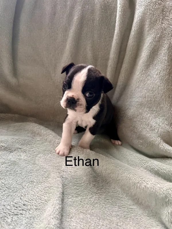 Ethan – Boston Terrier puppy for sale in Snohomish, WA