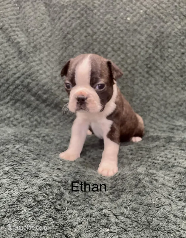 Ethan – Boston Terrier puppy for sale in Snohomish, WA