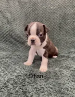 Ethan, a male Boston Terrier for sale in Snohomish, WA – 1 of 4