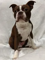 Ethan, a male Boston Terrier for sale in Snohomish, WA – 3 of 4