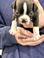 Bekah, a female Boston Terrier for sale in Snohomish, WA – 1 of 3