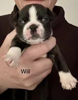 Will, a male Boston Terrier for sale in Snohomish, WA – 1 of 3