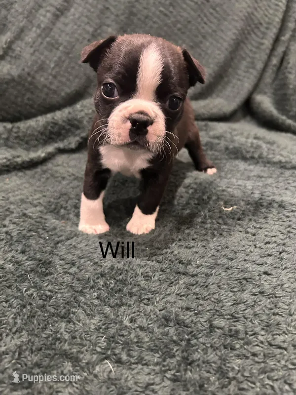 Will – Boston Terrier puppy for sale in Snohomish, WA