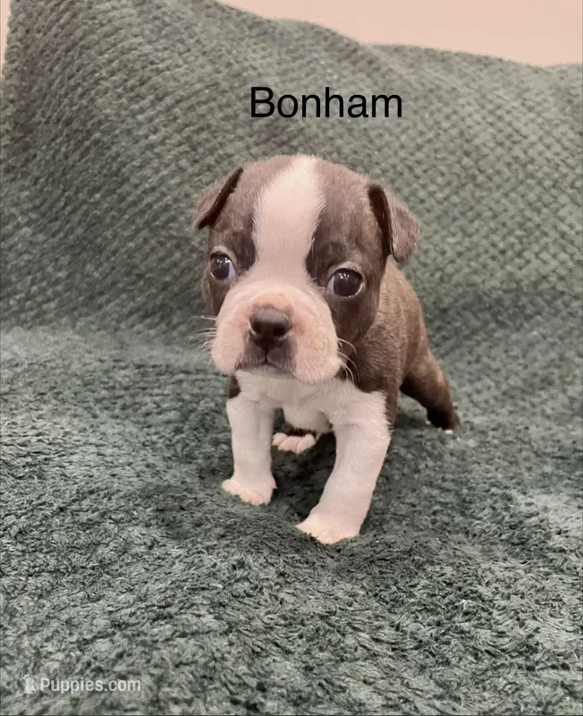 Bonham – Boston Terrier puppy for sale in Snohomish, WA