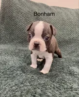 Bonham, a male Boston Terrier for sale in Snohomish, WA – 1 of 4