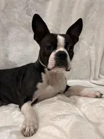 Bonham, a male Boston Terrier for sale in Snohomish, WA – 4 of 4