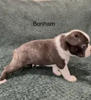 Bonham, a male Boston Terrier for sale in Snohomish, WA – 2 of 4