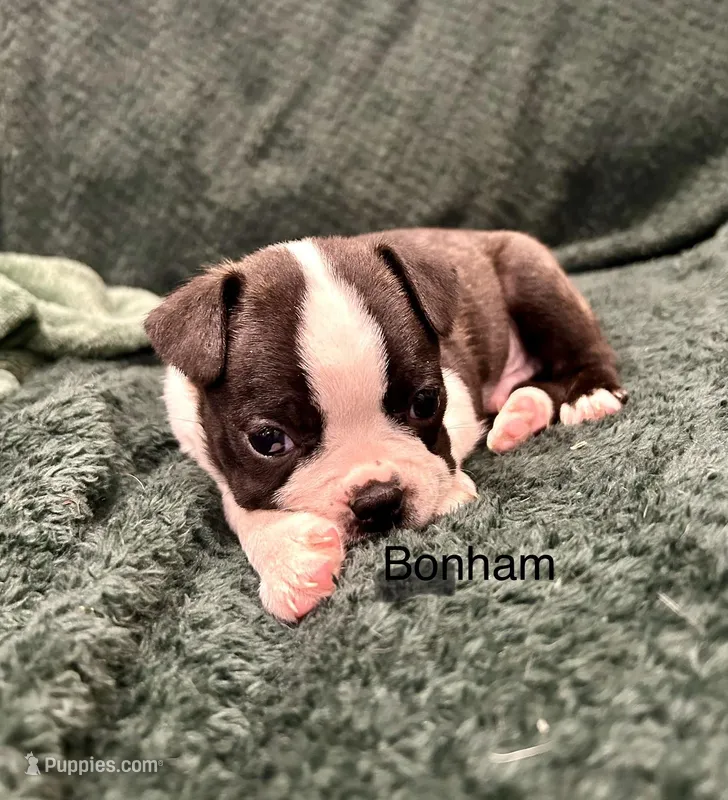 Bonham – Boston Terrier puppy for sale in Snohomish, WA