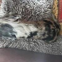 Purebred Blue Merle Male Puppy, a male Cavalier King Charles Spaniel for sale in Hurley, WI – Photo 2 of 5