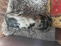 Purebred Blue Merle Male Puppy, a male Cavalier King Charles Spaniel for sale in Hurley, WI – Photo 2 of 5