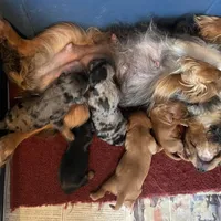 Purebred Blue Merle Male Puppy, a male Cavalier King Charles Spaniel for sale in Hurley, WI – Photo 4 of 5